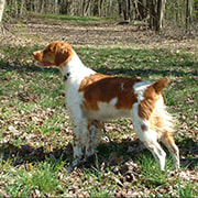 Wild mtn brittanys hotsell